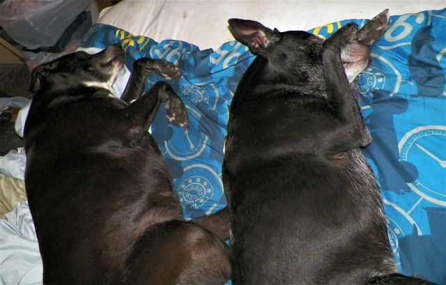 DOGS TRUCKIN & SPARKLE SLEEPING 1AA RESIZE.JPG
