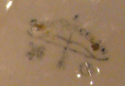 DSC00604 400 MARK.jpg