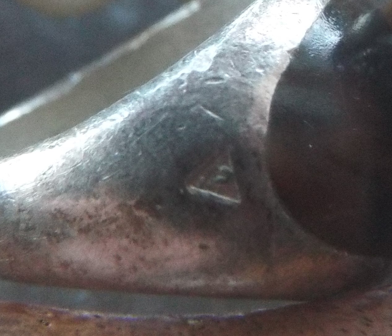 DSCF7412.JPG