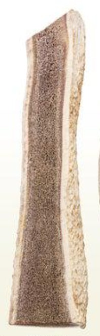 elk anter longitudinal section .jpg