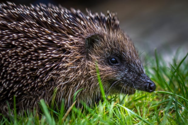 English Hedgehog.jpg