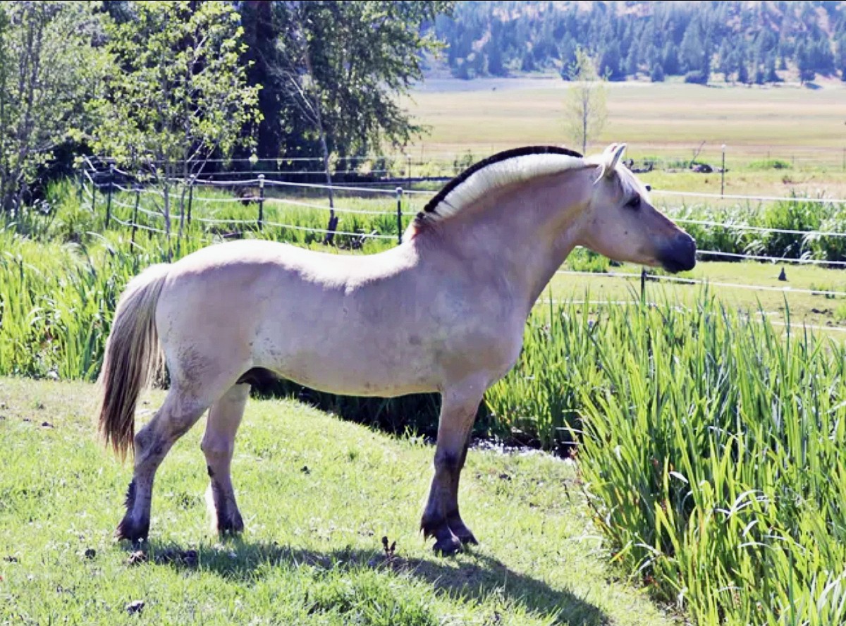 fjord-horse.jpg