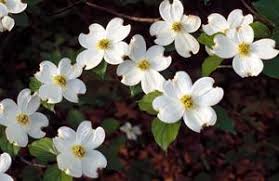 Forum Dogwood.jpg