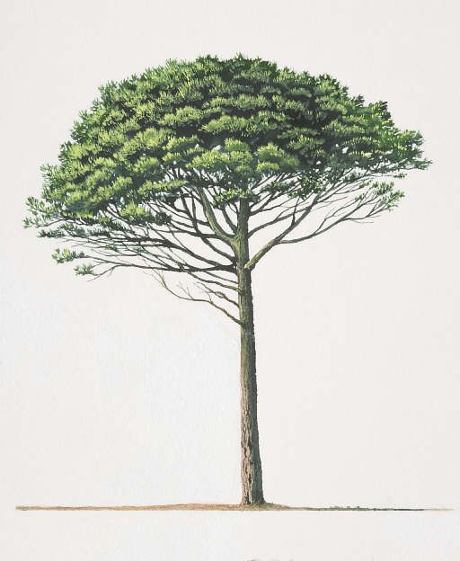 FORUM Umbrella Pine.jpg