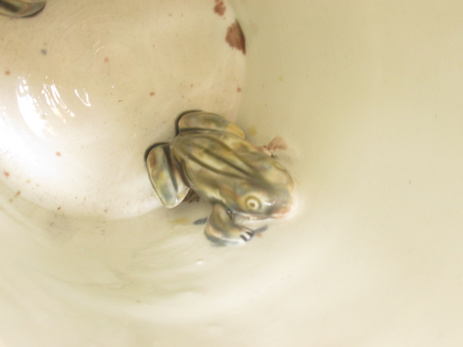 frog3.JPG