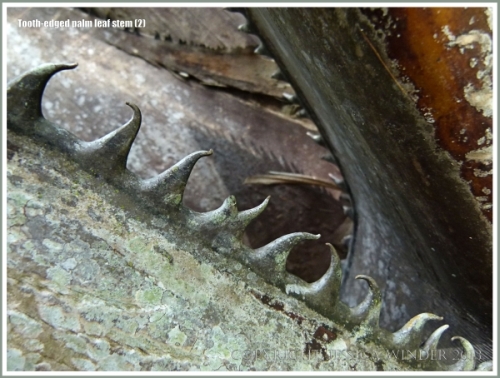 frond-stem teeth.jpg