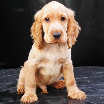 golden_cocker_spaniel.jpg
