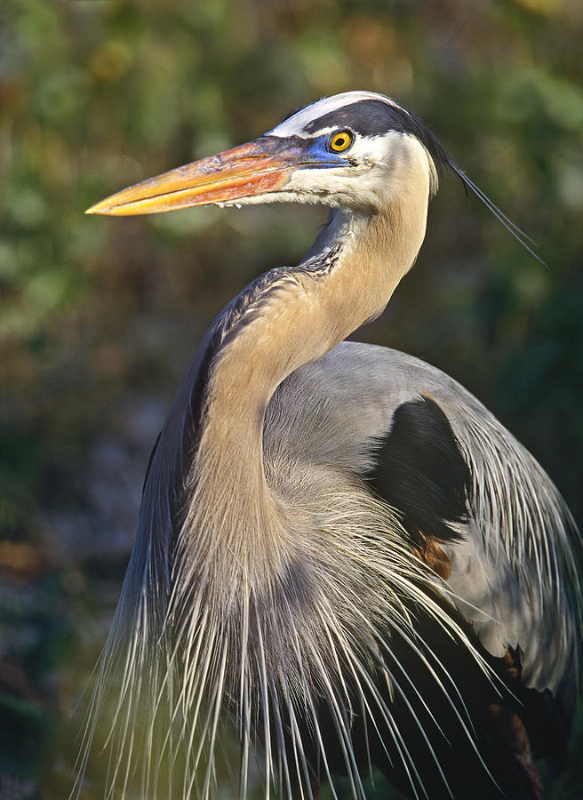 great-blue-heron-portrait-north-america-tim-fitzharris.jpg