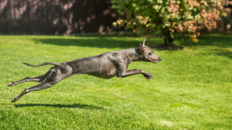 greyhoundrunning-800x450.jpg