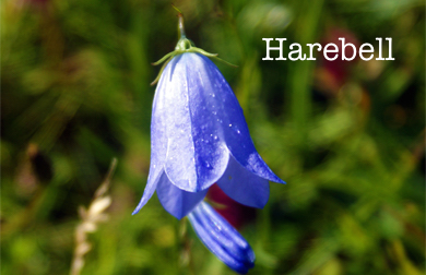 harebell.jpg