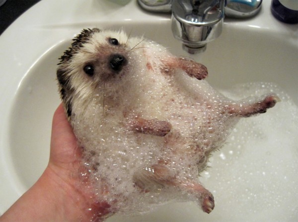 Hedgehog bath.jpg