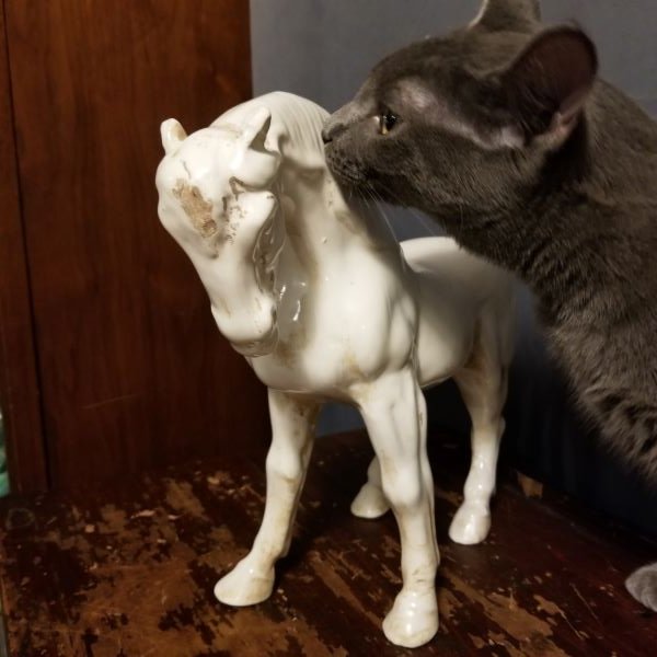 horse5.jpg