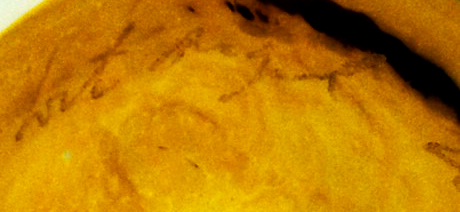 image2Komo.jpg