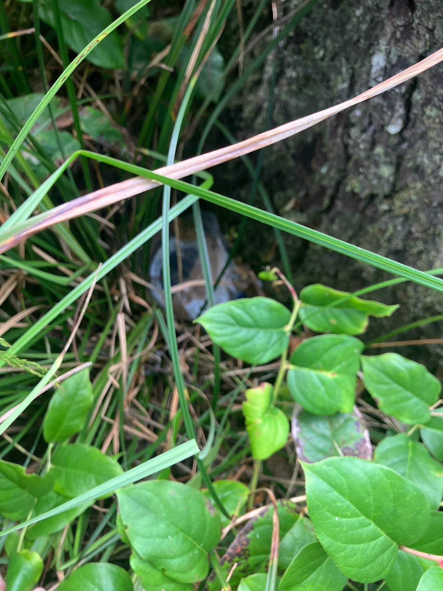 IMG_7278.jpeg