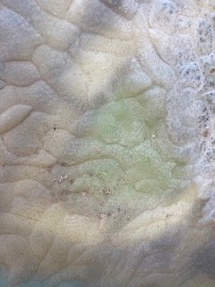 IMG_8323.jpeg