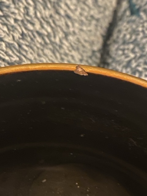 IMG_9396 Medium.jpeg