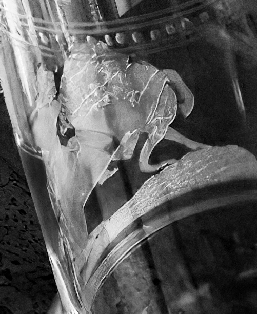 INVERTED RIDER-HORSE CATedit-gigapixel-scale-3_00x.jpg