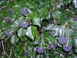 ivy hedera hibernica.jpg