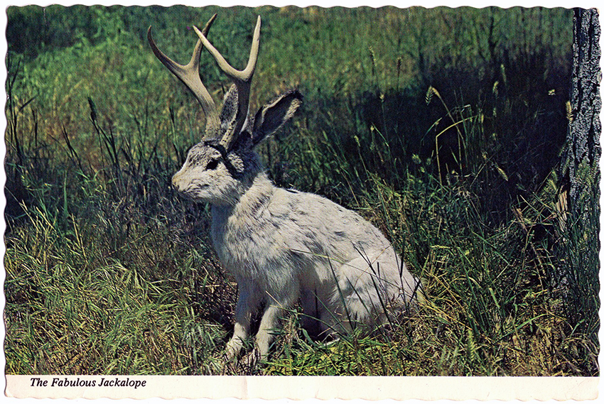 jackalope-850w.jpg