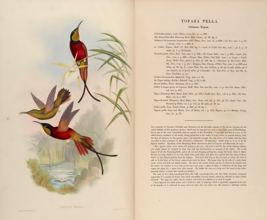 JohnGould_monograph_topaza_pella.PNG