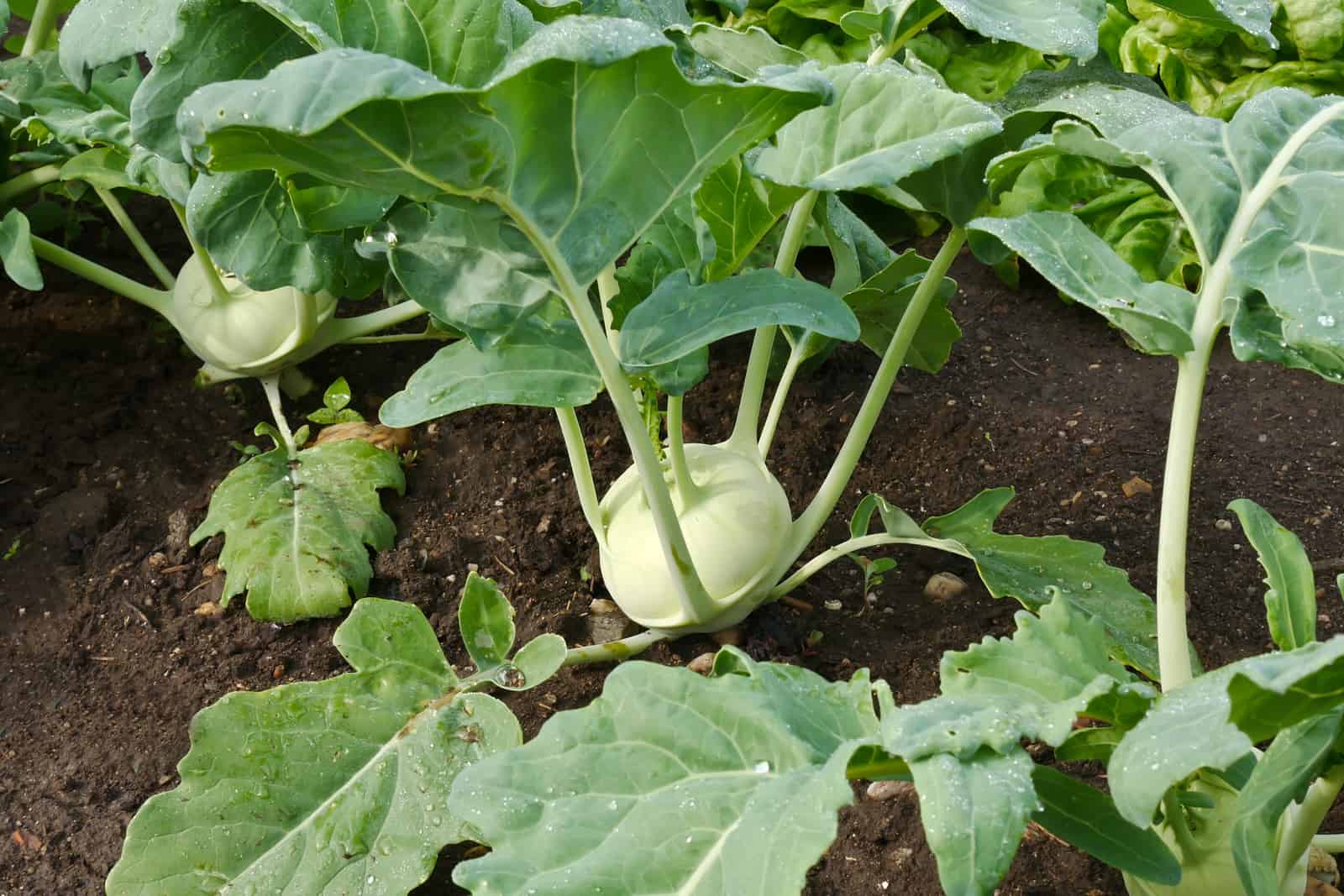 Kohlrabi4.jpg