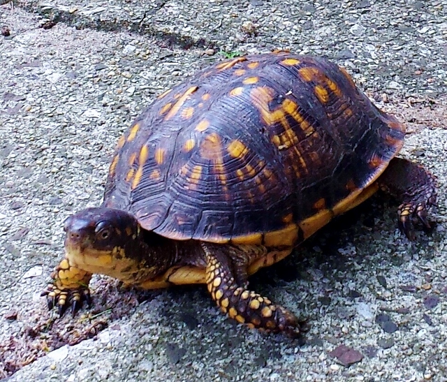 Mommy Turtle 2016 (640x547).jpg