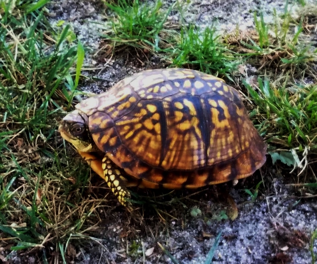 Mommy Turtle 2019 1 (640x533).jpg