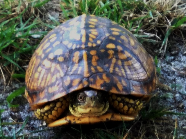 Mommy Turtle 2019 2 (640x480).jpg