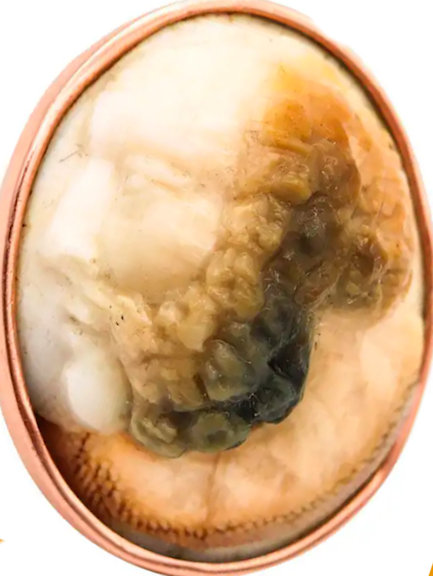 operculum per seller adj.jpg