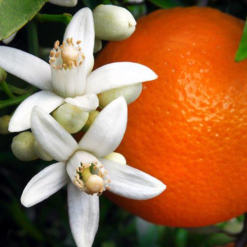 Orange-Blossom-Fragrance-Oil.jpg