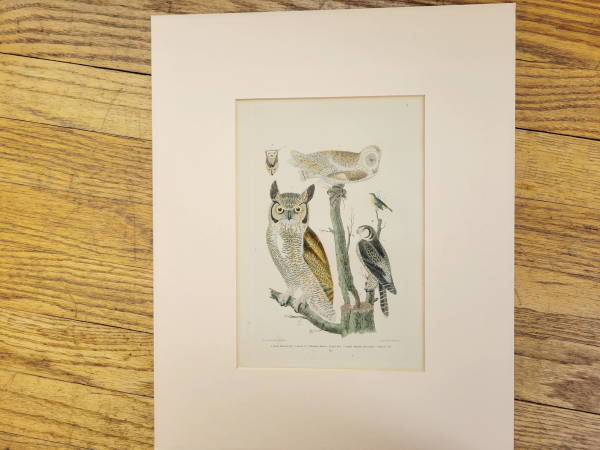 owl8.JPG