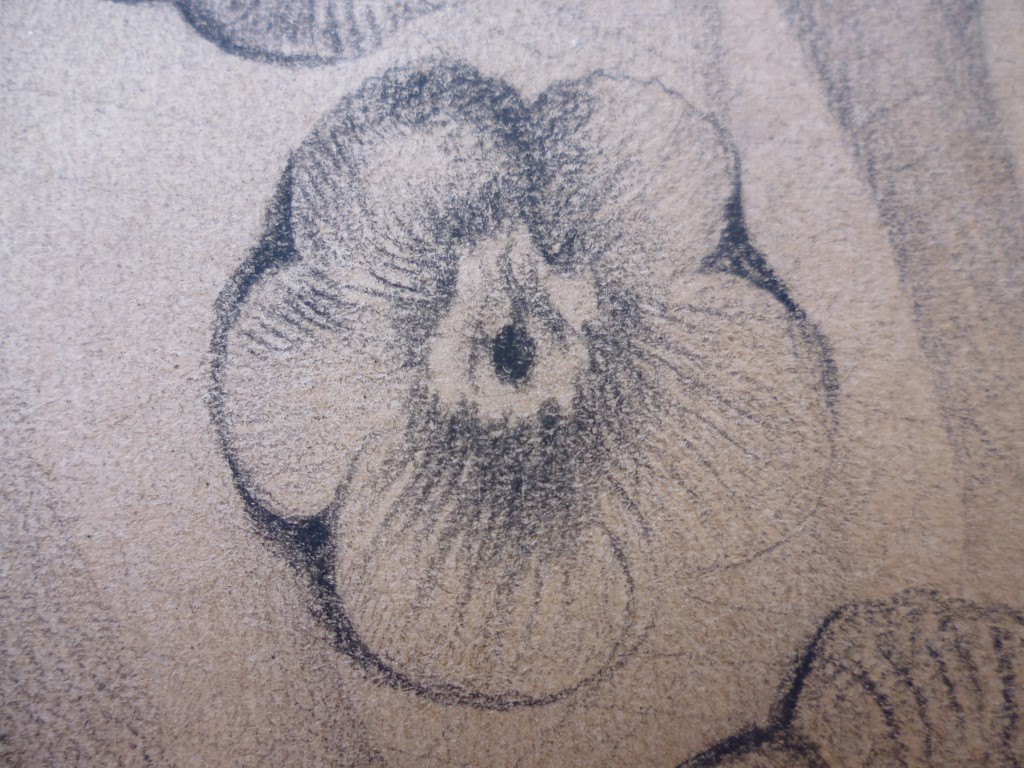 P1010899 (Medium).JPG