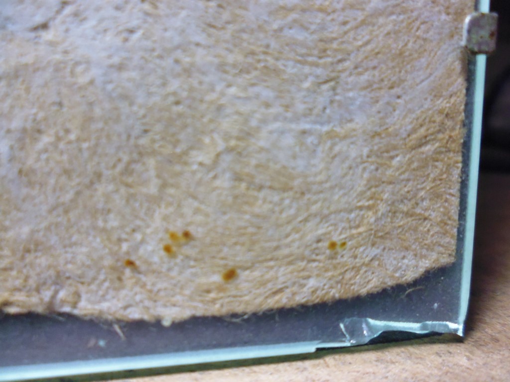 P1020277 (Medium).JPG