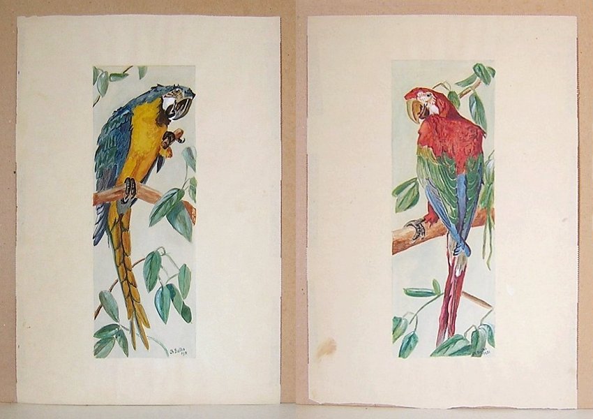 PaintingWatercolorChBaltes1951ParrotPair-zc.jpg