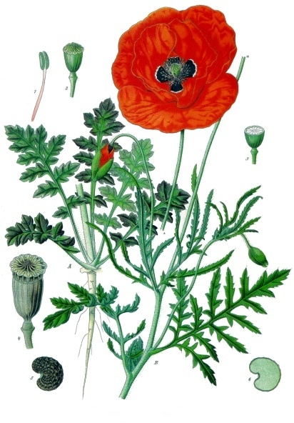 Papaver_rhoeas_-_Köhler–s_Medizinal-Pflanzen-101.jpg