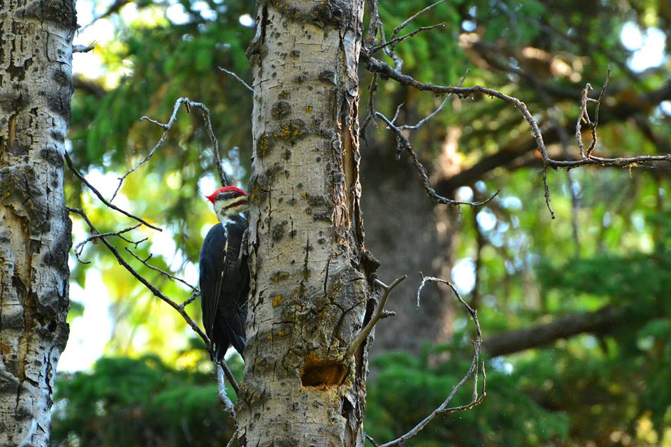 Pileated.jpg