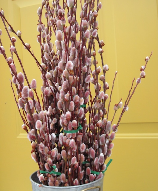pink pussy willow.jpg