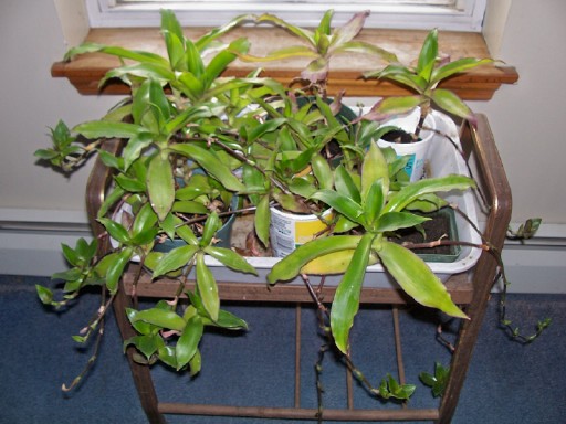 plants1.jpg