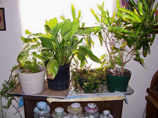plants1b (1).jpg