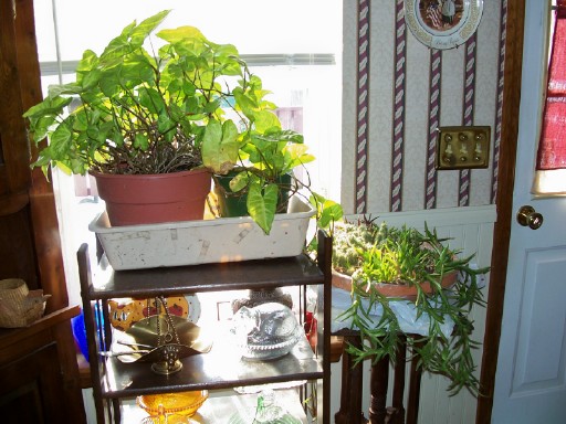 plants1b (2).jpg