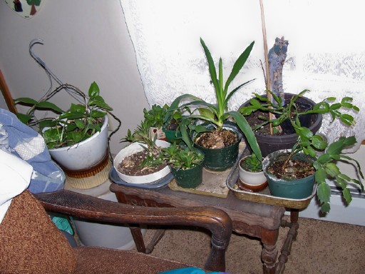 plants1b (3).jpg
