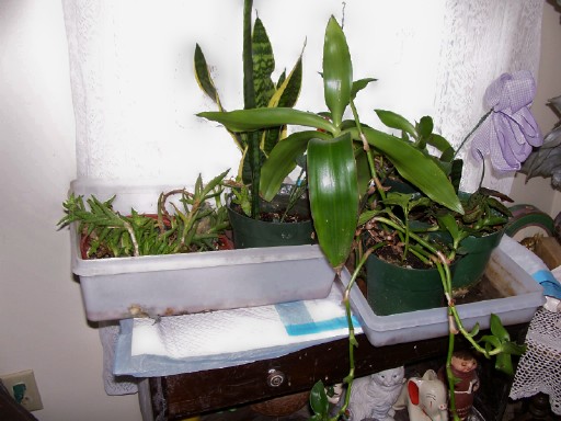 plants1b (4).jpg