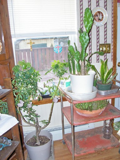 plants2.jpg