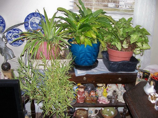 plants3.jpg