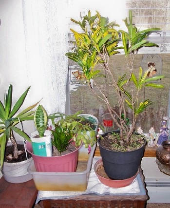 plants4.jpg