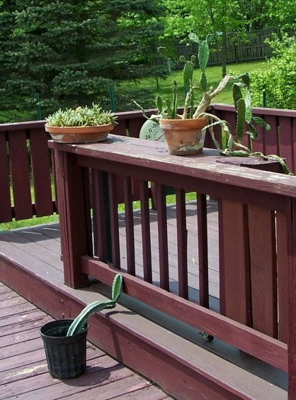 plants8.jpg