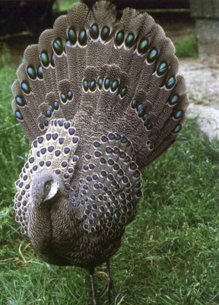 Polyplectron_bicalcaratum_male spiegelpauw.jpg