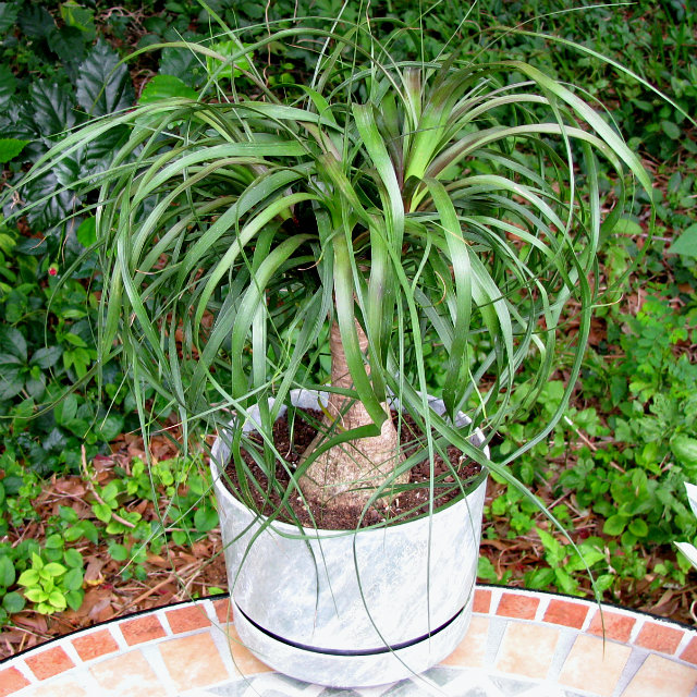 ponytailpalmmarbleizedpot-1.jpg