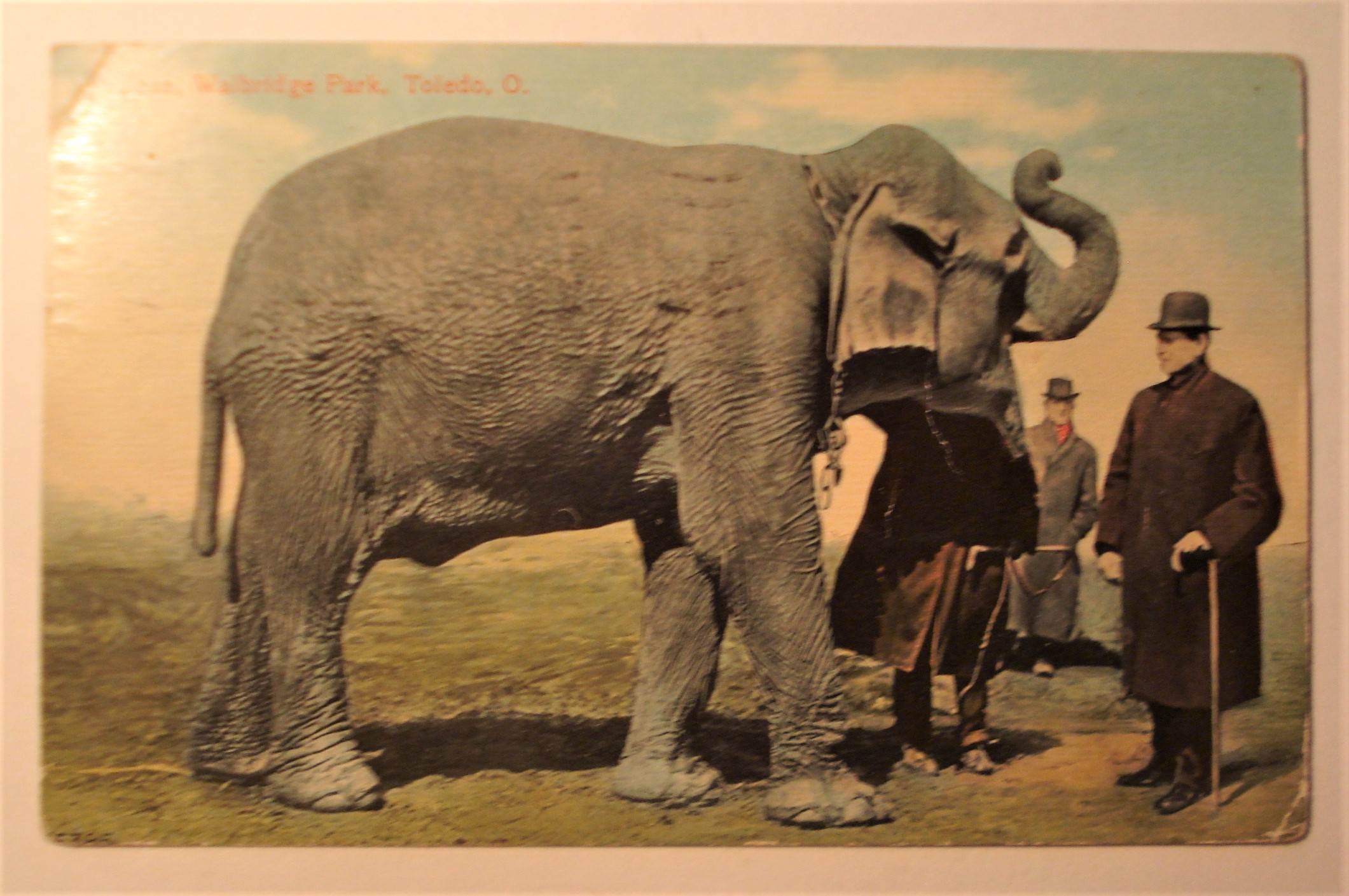 POSTCARD ELEPHANT AT PARK TOLEDO OHIO.jpg