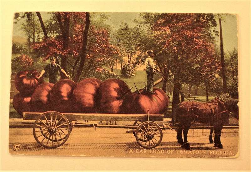 postcard florida exaggerated tomatoes.jpg